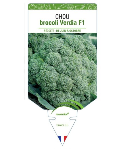 CHOU BROCOLI VERDIA F1