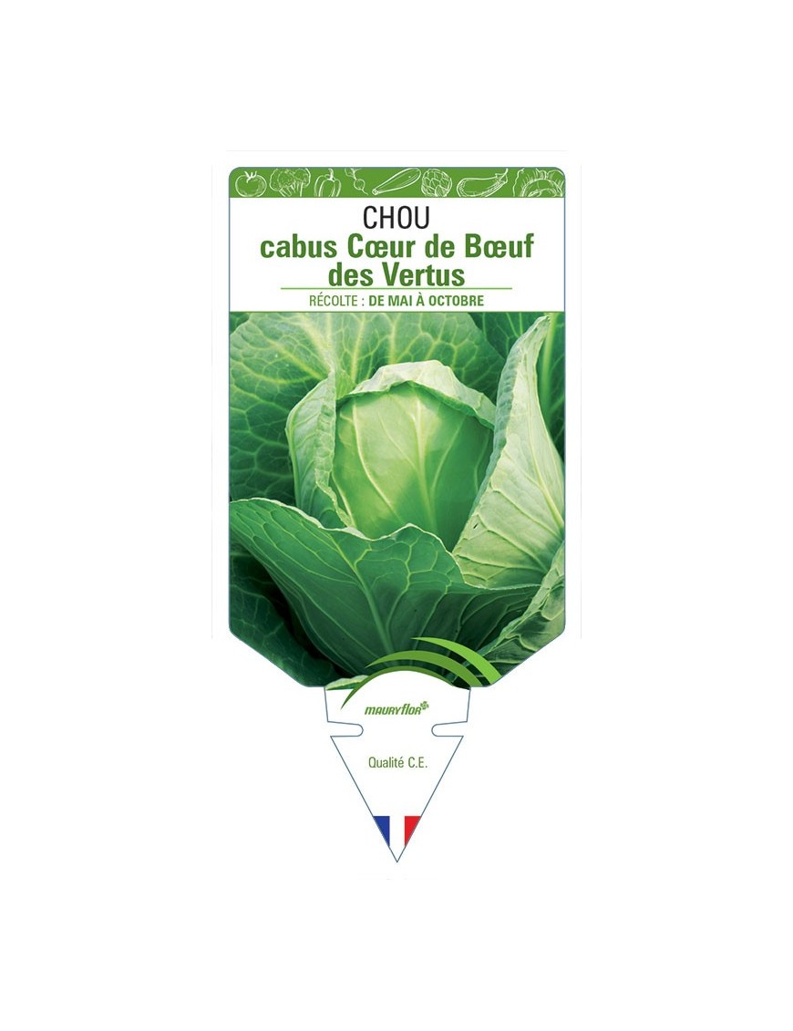 CHOU CABUS CŒUR DE BŒUF DES VERTUS