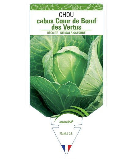 CHOU CABUS CŒUR DE BŒUF DES VERTUS