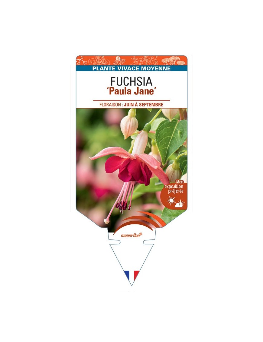 FUCHSIA Paula Jane