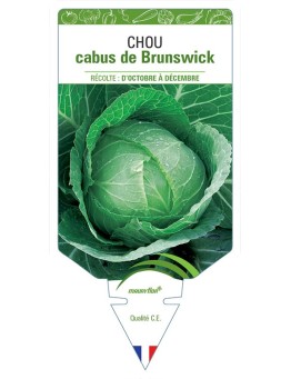 CHOU CABUS DE BRUNSWICK