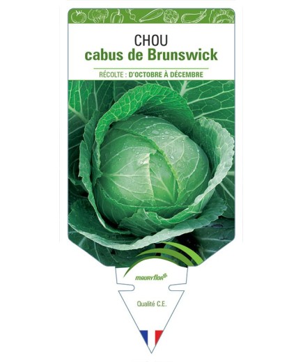 CHOU CABUS DE BRUNSWICK