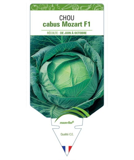 CHOU CABUS MOZART F1