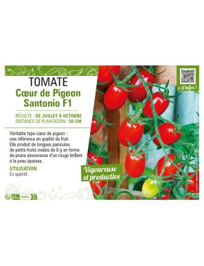 TOMATE CŒUR DE PIGEON SANTONIO F1