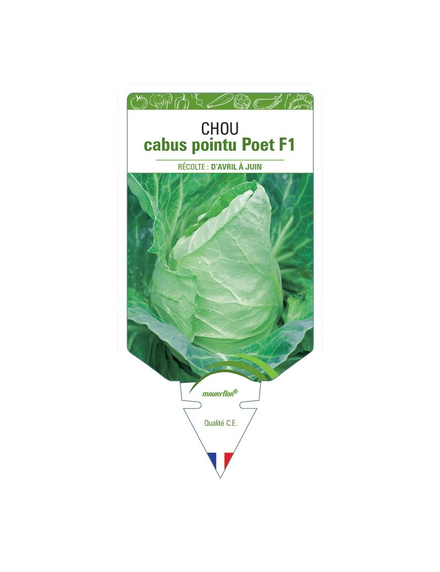 CHOU CABUS POINTU POET F1