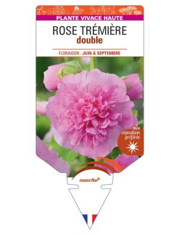 ROSE TRÉMIÈRE DOUBLE (rose) *