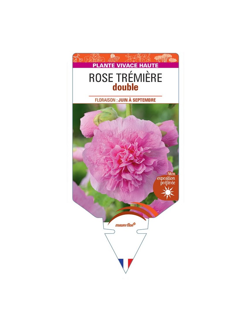 ROSE TRÉMIÈRE DOUBLE (rose) *