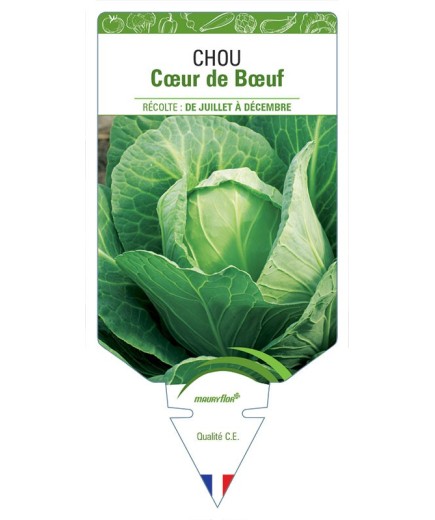 CHOU CŒUR DE BŒUF