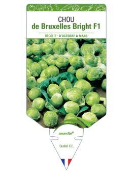 CHOU DE BRUXELLES BRIGHT F1