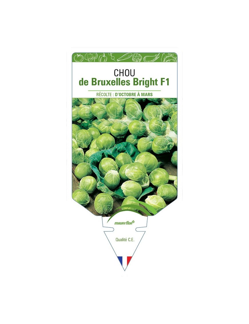 CHOU DE BRUXELLES BRIGHT F1