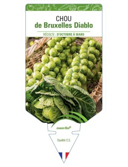 CHOU DE BRUXELLES DIABLO