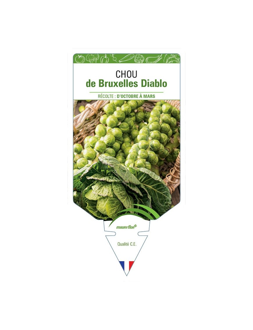 CHOU DE BRUXELLES DIABLO