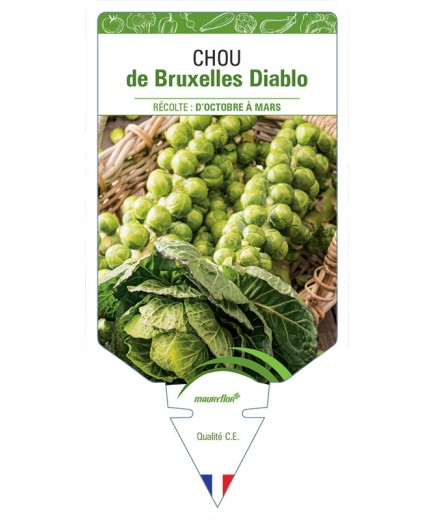CHOU DE BRUXELLES DIABLO