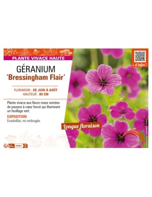 GERANIUM (psilostemon) Bressingham Flair