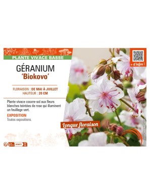 GERANIUM (x cantabrigiense) Biokovo