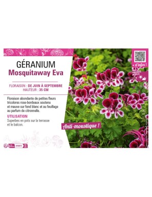 GERANIUM MOSQUITAWAY EVA