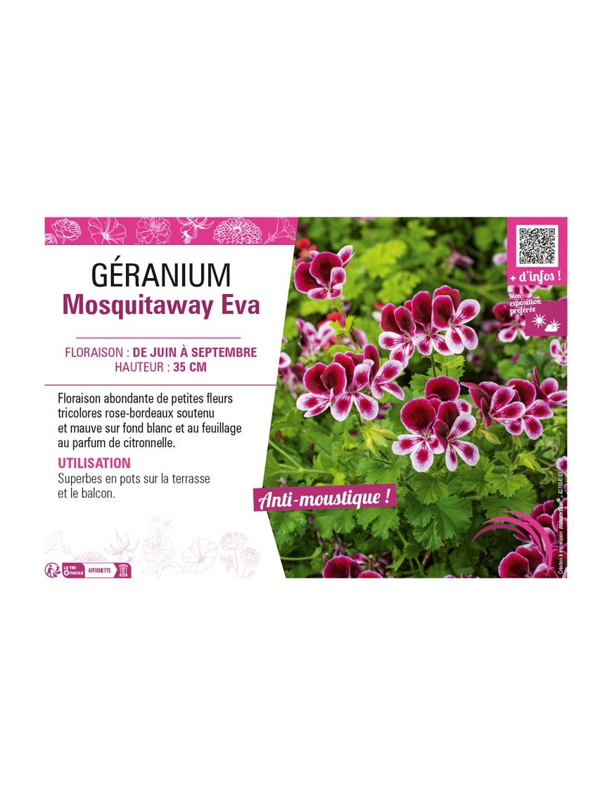 GERANIUM MOSQUITAWAY EVA
