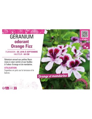 GERANIUM ODORANT ORANGE FIZZ