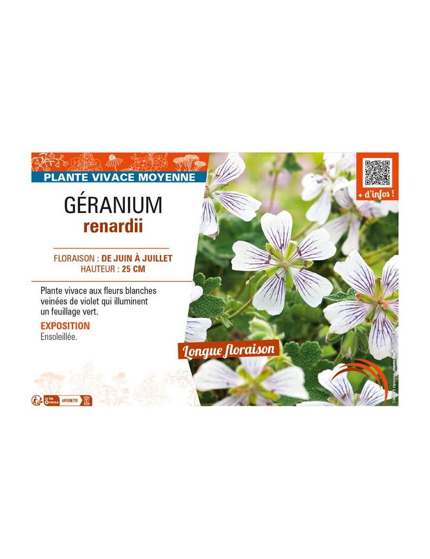 GERANIUM renardii