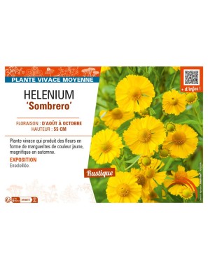 HELENIUM (autumnale) Sombrero