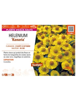 HELENIUM Kanaria