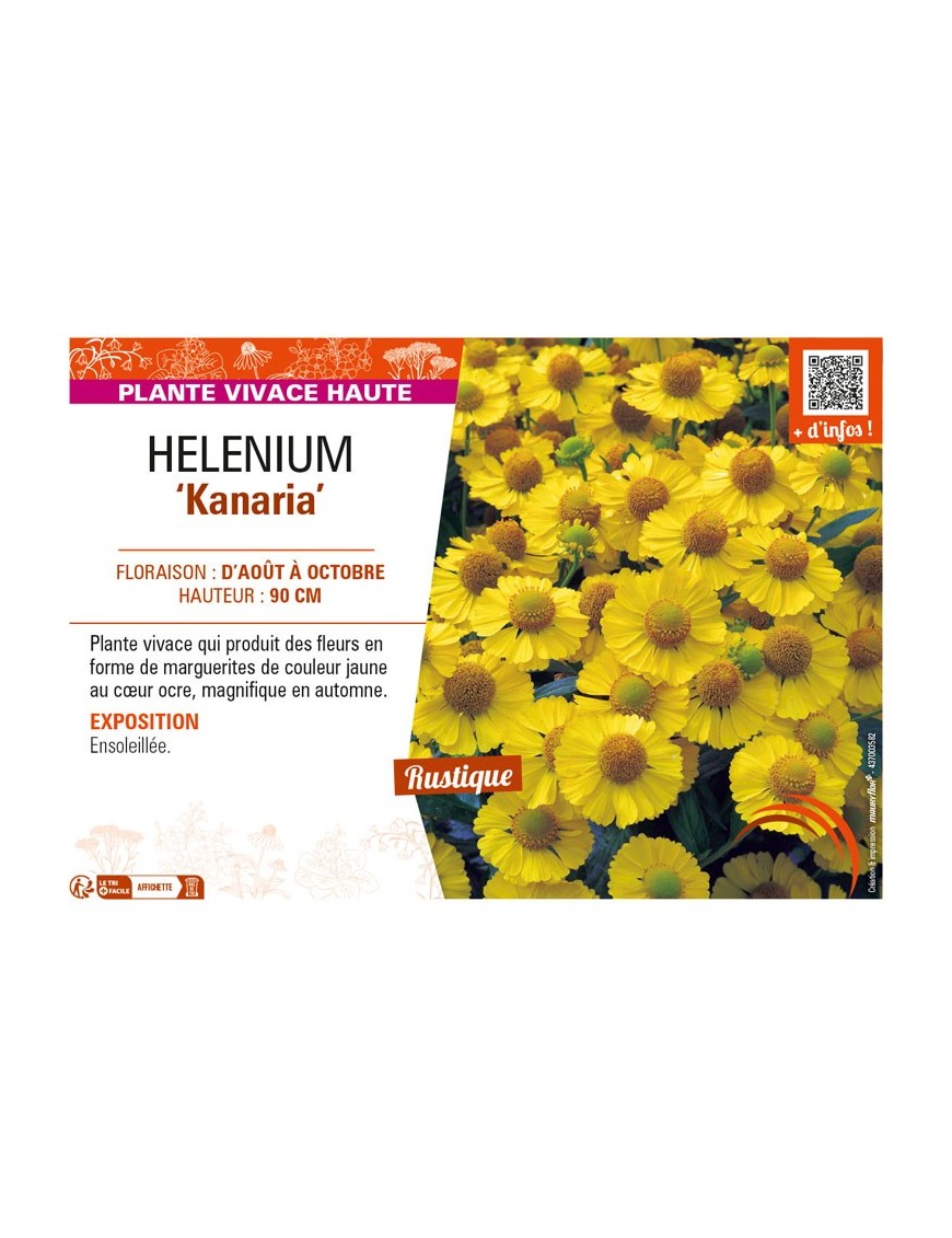 HELENIUM Kanaria