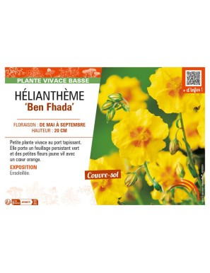 HELIANTHEMUM Ben Fhada