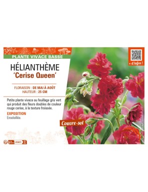 HELIANTHEMUM Cerise Queen