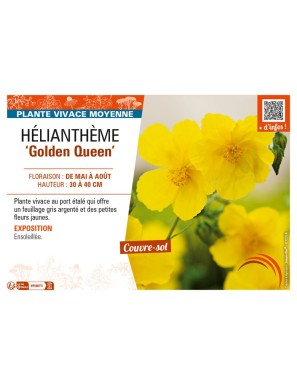 HELIANTHEMUM Golden Queen