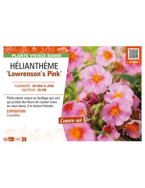 HELIANTHEMUM Lawrenson's Pink