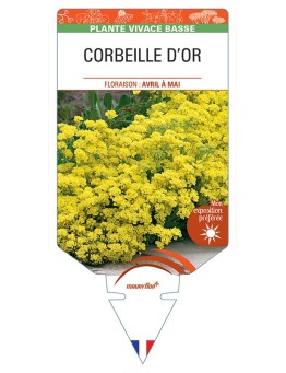 ALYSSUM saxatile voir CORBEILLE D’OR