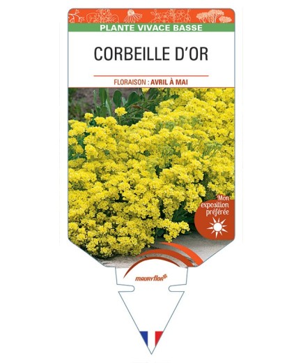 ALYSSUM saxatile voir CORBEILLE D’OR