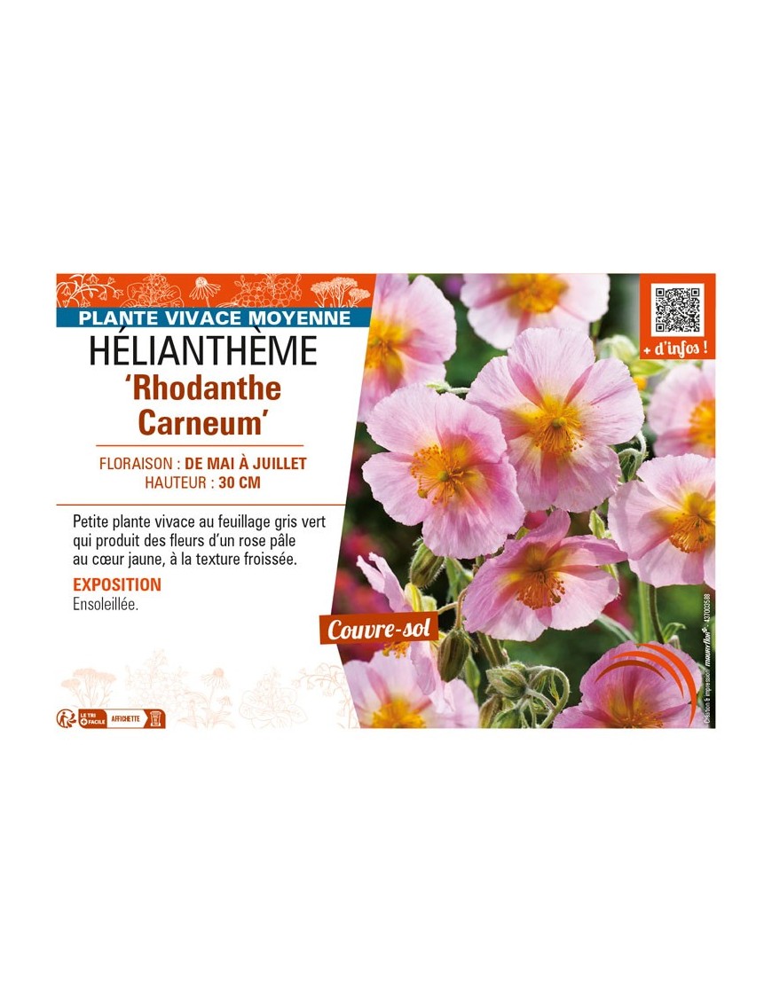 HELIANTHEMUM Rhodanthe Carneum