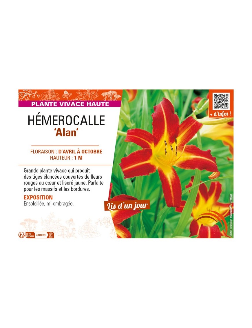 HEMEROCALLIS Alan