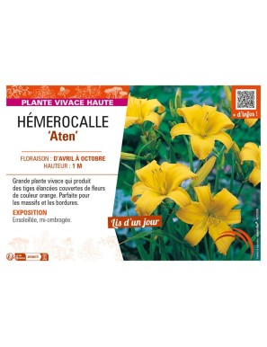 HEMEROCALLIS Aten