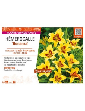 HEMEROCALLIS Bonanza