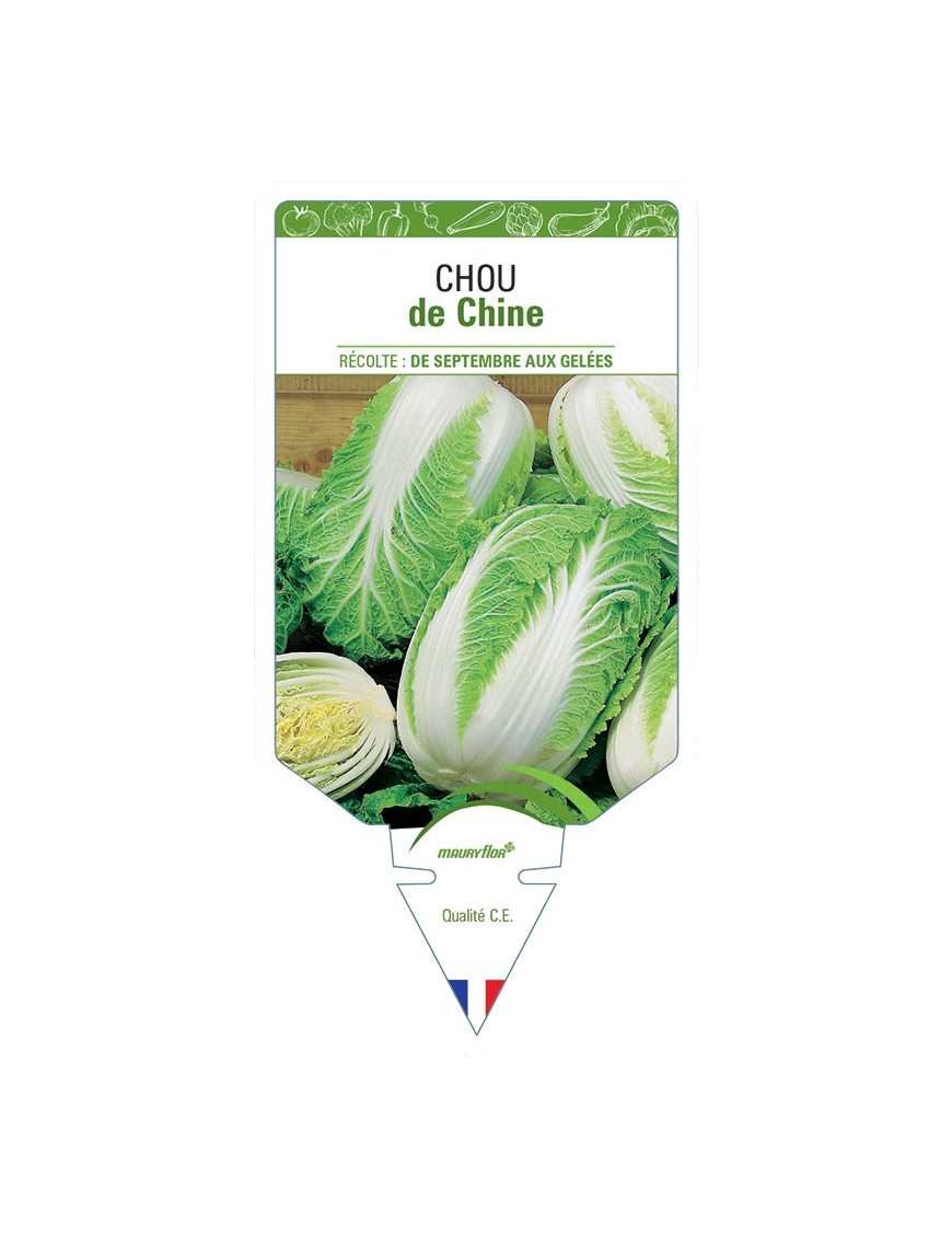 CHOU DE CHINE