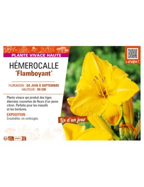 HEMEROCALLIS Flamboyant (jaune)