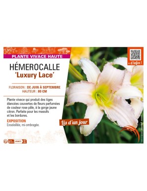 HEMEROCALLIS Luxury Lace
