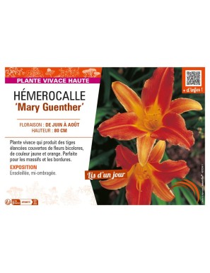 HEMEROCALLIS Mary Guenther