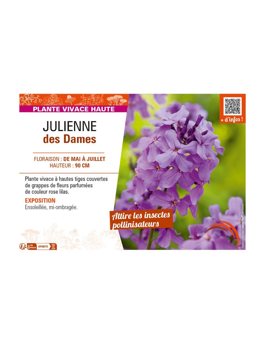 HESPERIS matronalis voir JULIENNE des Dames