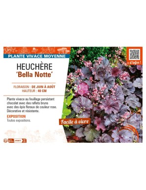 HEUCHERA Bella Notte
