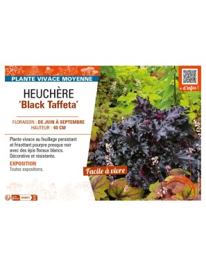 HEUCHERA Black Taffeta