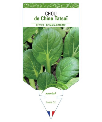 CHOU DE CHINE TATSOÏ