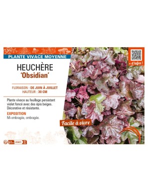 HEUCHERA Obsidian