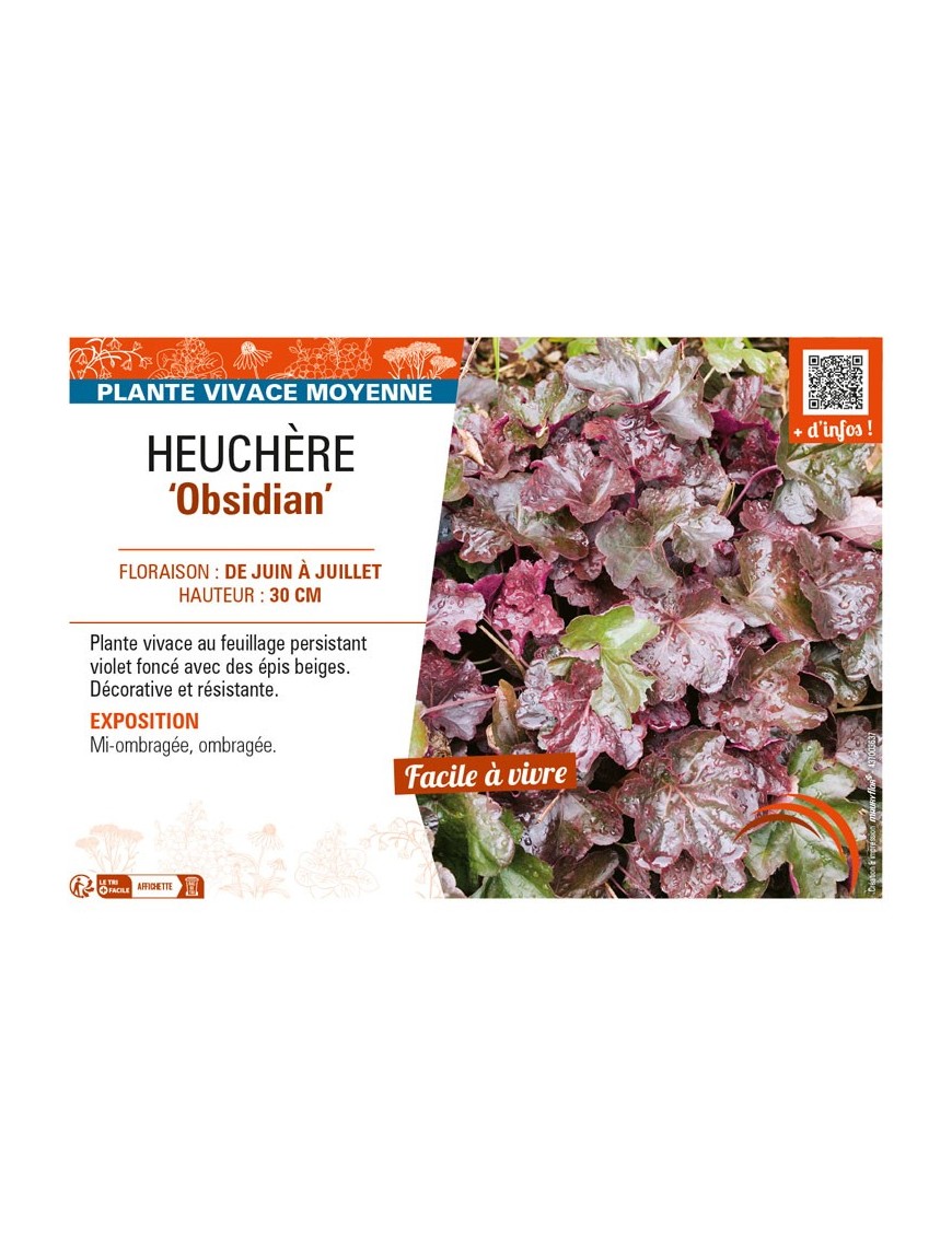 HEUCHERA Obsidian