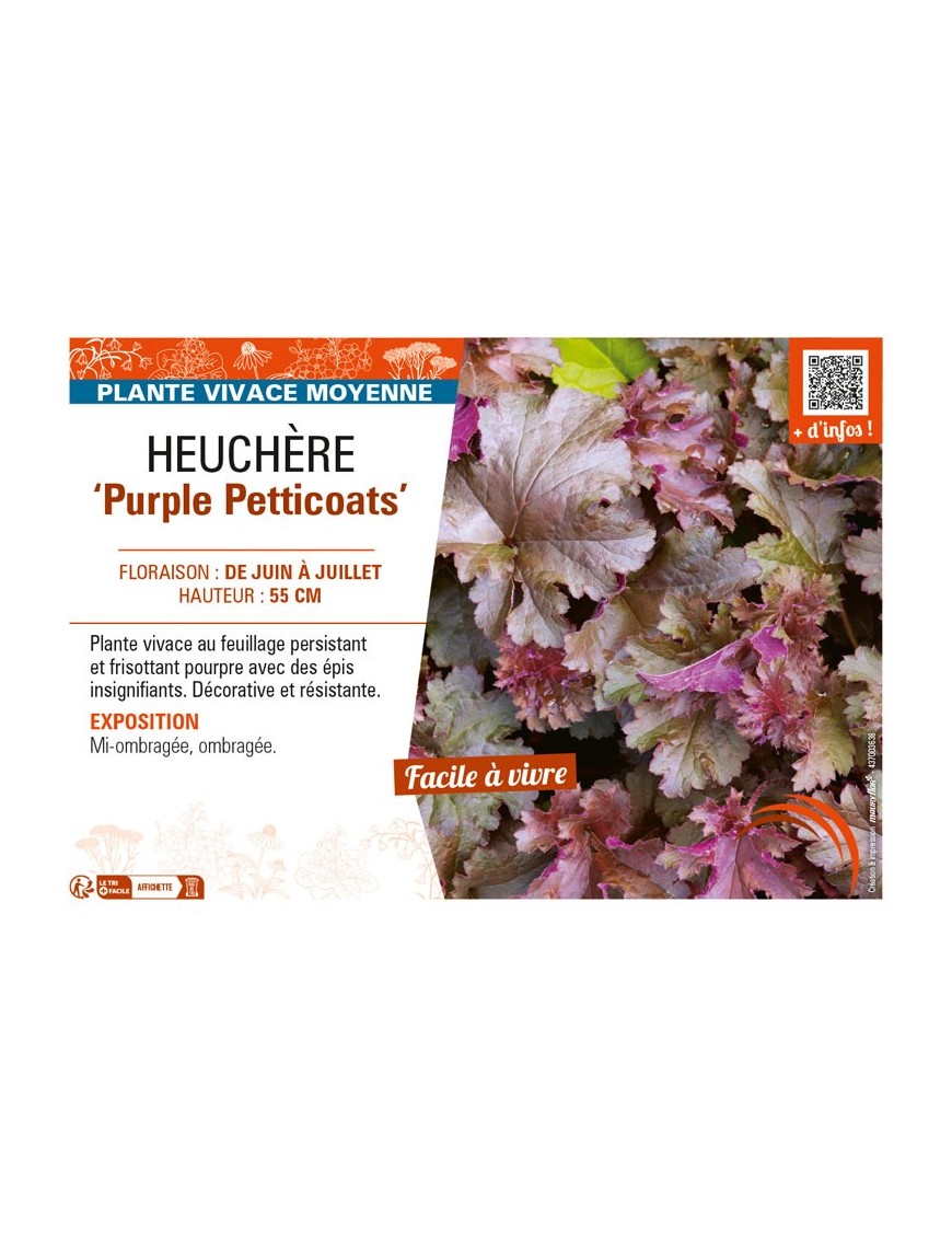 HEUCHERA Purple Petticoats
