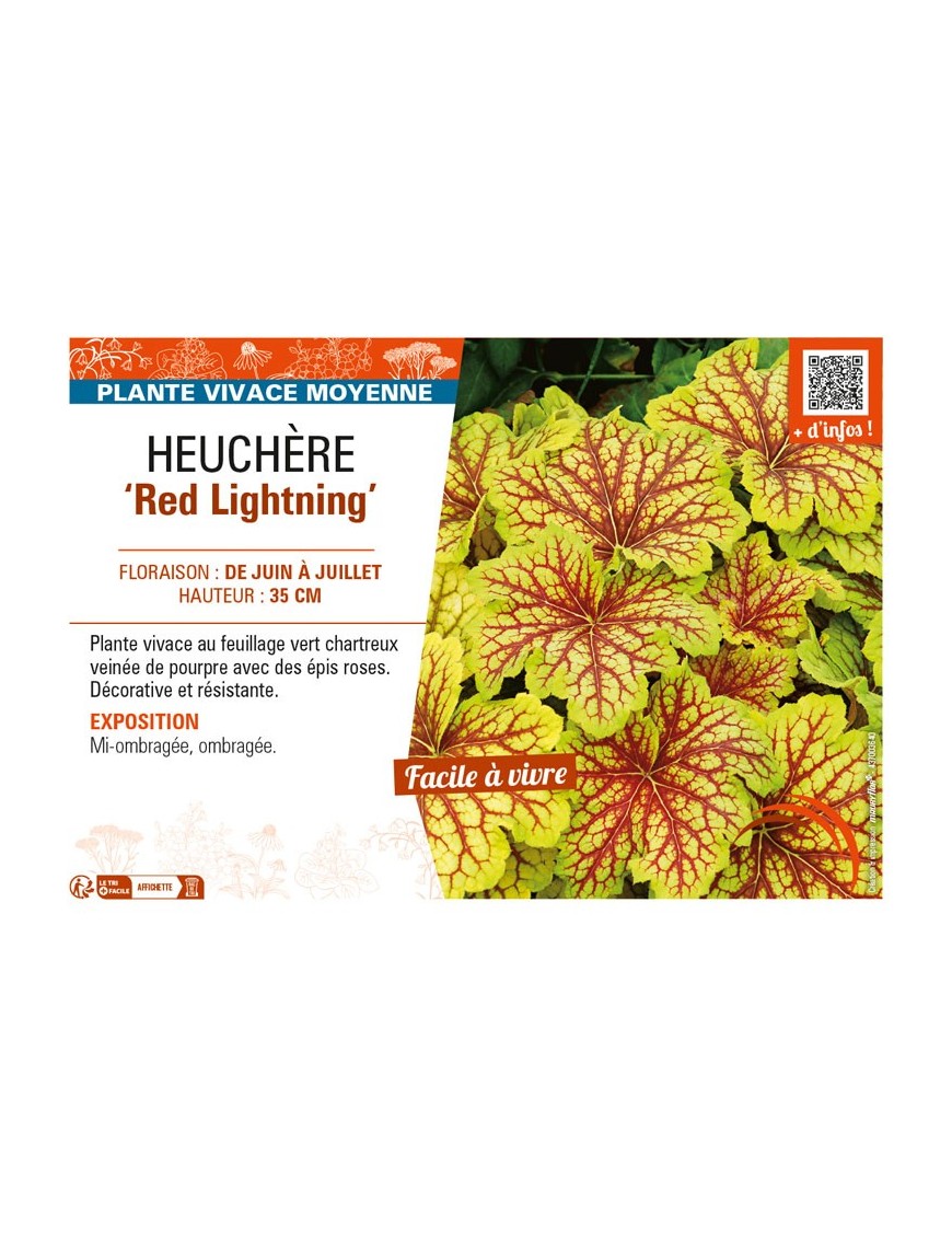 HEUCHERA Red Lightning