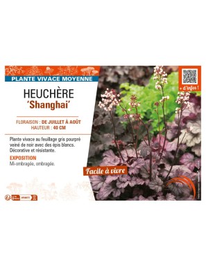 HEUCHERA Shanghai