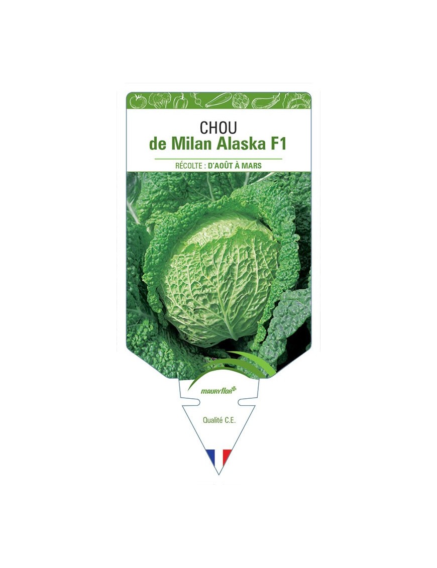 CHOU DE MILAN ALASKA F1